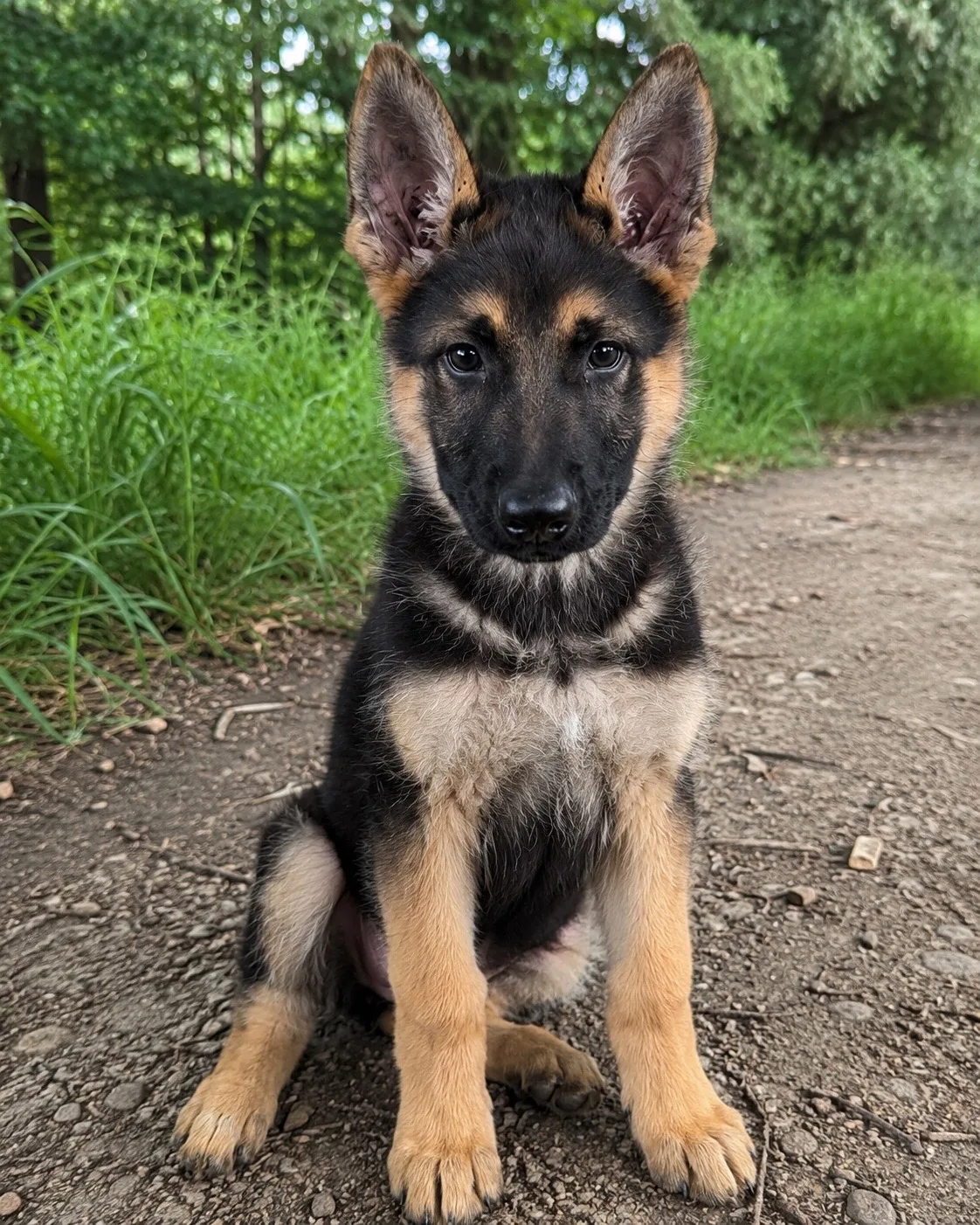 Apolo, equipo canino SERVICAN