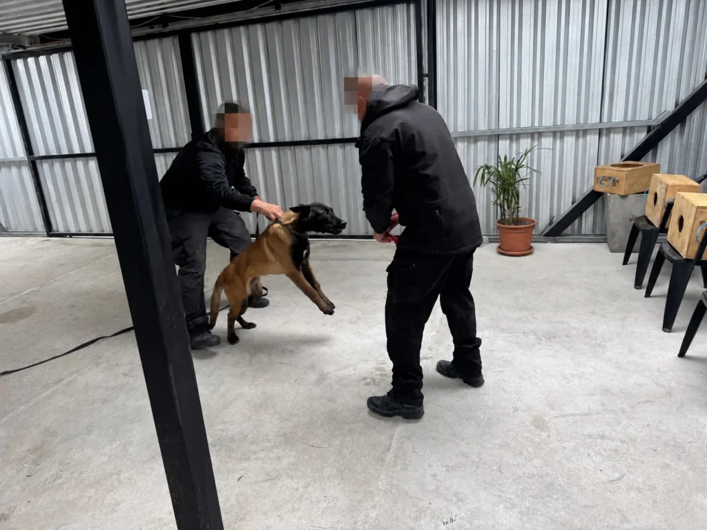 Entrenamiento de control de un pastor belga malinois junto a su guía